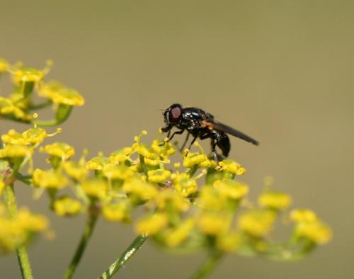 Cheilosia impressa